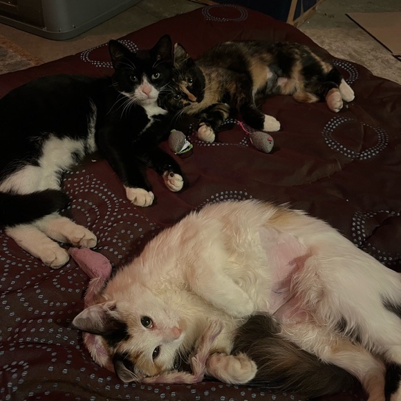 Meet your Posher, CJ - Picture 10 of 15